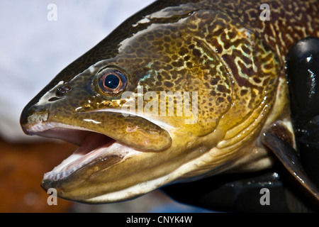 Trota marmorata (Salmo trutta), il ritratto di un pesce in una fattoria di pesce Foto Stock