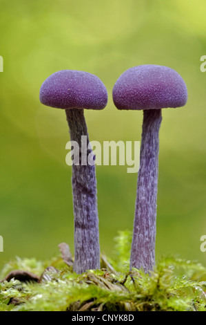 Amethyst deceiver (Laccaria amethystea, Laccaria amethystina), due individui, Germania Foto Stock