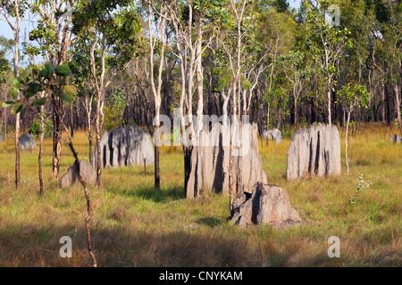 Termite magnetico (Amitermes laurensis), Termite tumuli, Australia, Queensland, Cape York Peninsula Foto Stock