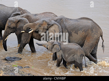 Elefante africano (Loxodonta africana), elefanti Attraversamento fiume di Mara, Kenia Masai Mara National Park Foto Stock