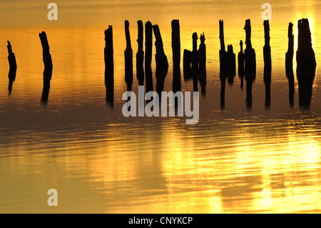 Sagome dei pilastri di legno in acqua nel tramonto, Germania, Meclemburgo-Pomerania Occidentale Foto Stock