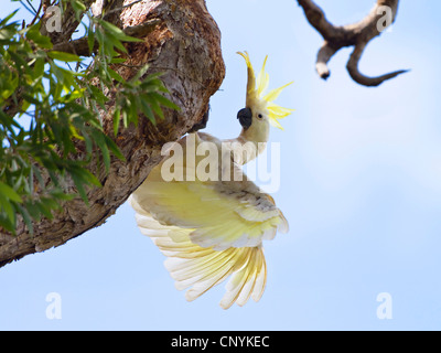 Zolfo-crested cockatoo (Cacatua galerita), su un ramo, Australia, Queensland, Cape York peninsula, ferro gamma Parco Nazionale Foto Stock