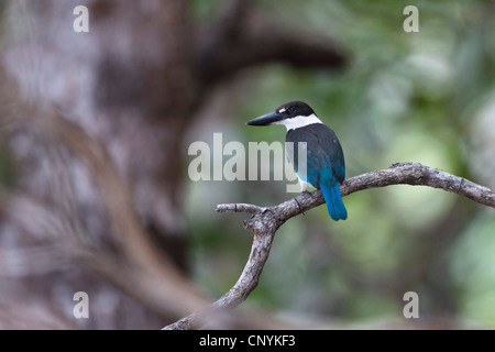 Bianco-collare (kingfisher Halcyon chloris sordidus, Todiramphus chloris sordidus, Todiramphus sordidus), seduto su un ramo, Australia, Queensland, Cape York Peninsula, ferro gamma Parco Nazionale Foto Stock