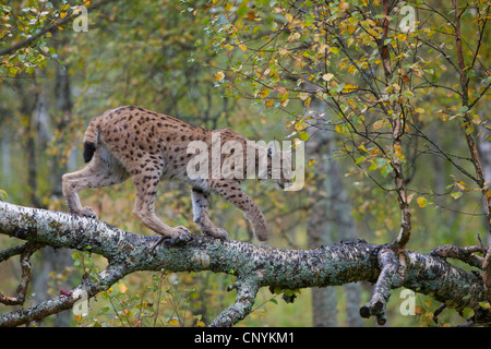 Eurasian (Lynx Lynx lynx), arrampicata sul ramo di betulla Foto Stock