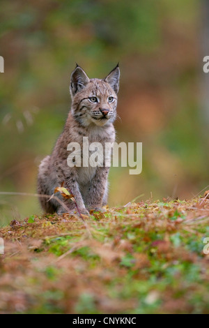 Eurasian (Lynx Lynx lynx), seduta sul suolo della foresta Foto Stock