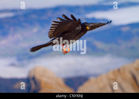 Gracchio alpino (Pyrrhocorax graculus), volare in alta montagna, Svizzera, Sankt Gallen, Saentis Foto Stock