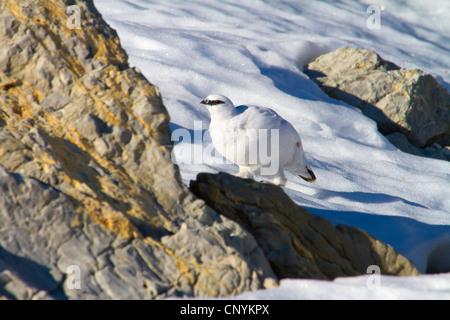 Pernice bianca, Neve di pollo (Lagopus mutus), mal in inverno piumaggio, Svizzera, Sankt Gallen, Saentis Foto Stock