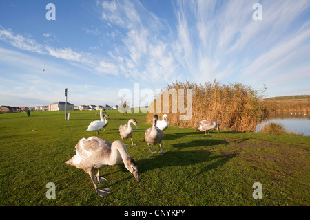 Cigno (Cygnus olor), gruppo presso un lago nel parco comunale, Regno Unito, Scozia, Fife Foto Stock