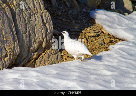 Pernice bianca, Neve di pollo (Lagopus mutus), maschio in livrea invernale, Svizzera, Sankt Gallen, Saentis Foto Stock