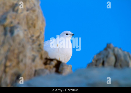 Pernice bianca, Neve di pollo (Lagopus mutus), femmina in inverno piumaggio il peering da dietro una roccia, Svizzera, Sankt Gallen, Saentis Foto Stock