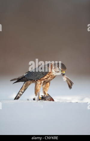 Merlin (Falco columbarius), maschile seduto su una coperta di neve prato alimentazione su un uccello catturato Foto Stock