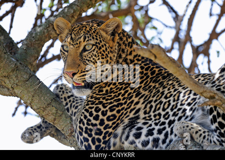 Leopard (Panthera pardus), che poggiano su un ramo, Kenia Masai Mara National Park Foto Stock