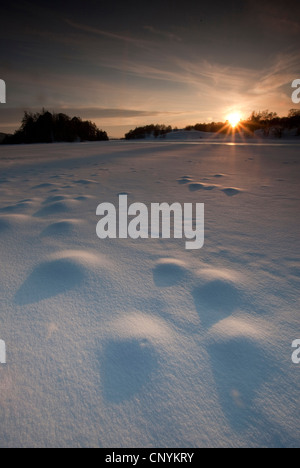 Congelati e coperti di neve Loch Insh Foto Stock