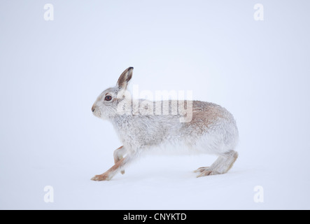 Lepre blu, la lepre bianca, white hare, Eurasian Arctic lepre (Lepus timidus), passeggiate nella neve in inverno pelage Foto Stock