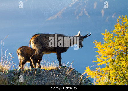 Il camoscio (Rupicapra rupicapra), camoscio con capretta su una roccia, Svizzera Vallese, Riederalp Foto Stock