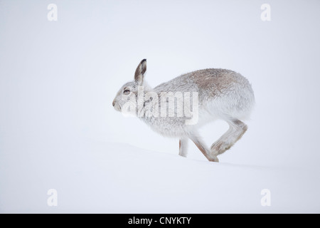 Lepre blu, la lepre bianca, white hare, Eurasian Arctic lepre (Lepus timidus), corsa sulla neve in inverno pelage Foto Stock