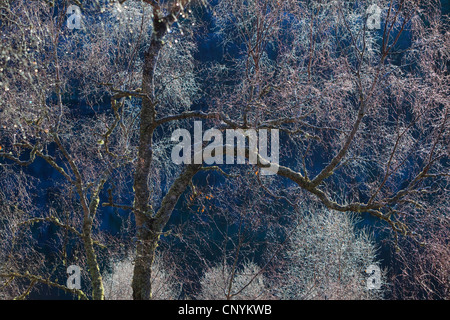 La betulla (Betula spec.), smerigliato betulle sulle fredde giornate invernali, Regno Unito, Scozia, Glen Affric Riserva Naturale Nazionale Foto Stock