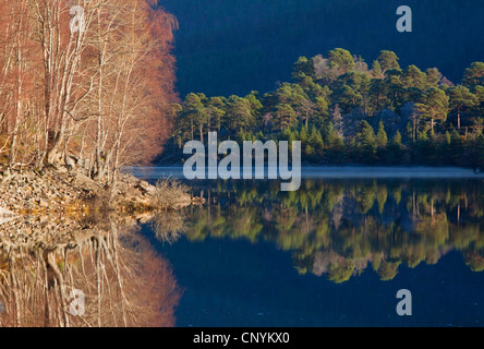 Le riflessioni di riva foresta in Loch Beinn un' Mheadhoin , Glen Affric Riserva Naturale Nazionale Foto Stock