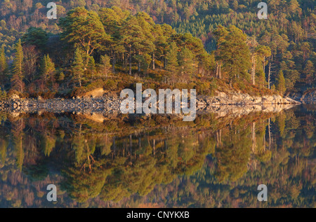 Le riflessioni di riva foresta in Loch Beinn un' Mheadhoin , Glen Affric Riserva Naturale Nazionale Foto Stock