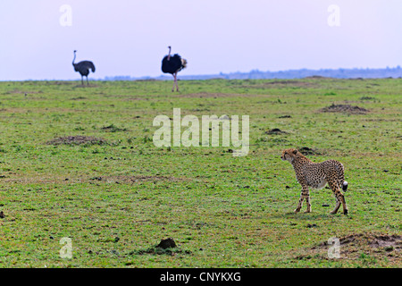 Ghepardo (Acinonyx jubatus), a piedi nella savana, struzzi in background, Kenia Masai Mara National Park Foto Stock