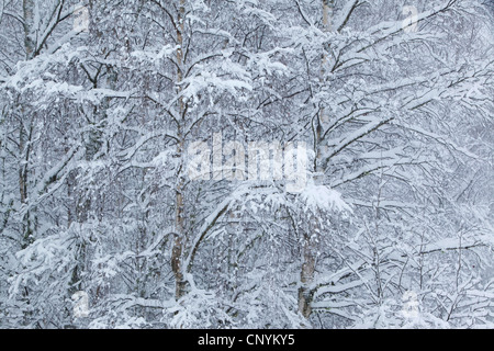 La betulla (Betula spec.), coperte di neve rami, Regno Unito, Scozia, Cairngorms National Park, Glenfeshie Foto Stock