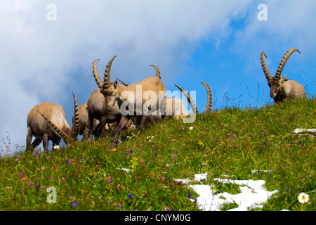 Stambecco delle Alpi (Capra ibex), gruppo di bucks ad una pendenza, Svizzera, Sankt Gallen, Chaeserrugg Foto Stock