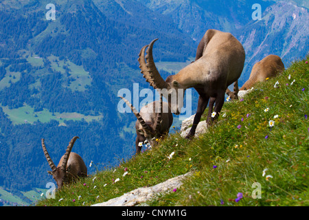 Stambecco delle Alpi (Capra ibex), bucks pascolo, Svizzera, Sankt Gallen, Chaserrugg Foto Stock