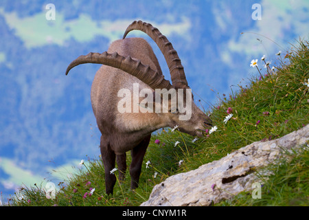 Stambecco delle Alpi (Capra ibex), buck su un pendio alimentare sui fiori, Svizzera, Sankt Gallen, Chaeserrugg Foto Stock