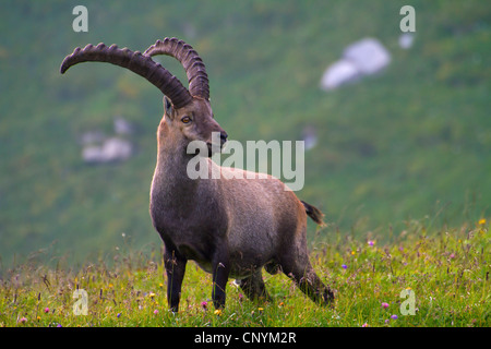 Stambecco delle Alpi (Capra ibex), buck su un prato di montagna, Svizzera, Sankt Gallen, Chaeserrugg Foto Stock