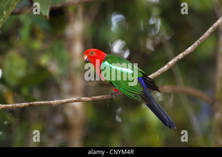 Australian re parrot (Alisterus scapularis), maschio, Australia, Queensland, altopiano di Atherton Foto Stock