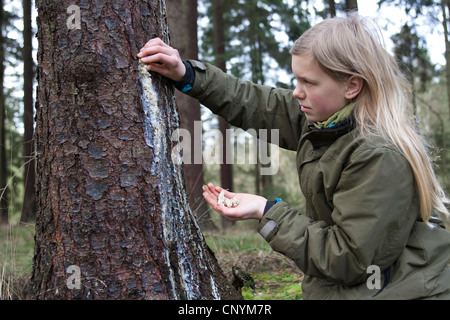 Abete (Picea abies), ragazza raccolta di gomma ad albero che vengono eseguiti al di fuori di un ferito tronco di abete rosso, Germania Foto Stock