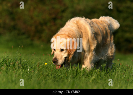 Golden Retriever (Canis lupus f. familiaris), 5 anni mal in un prato