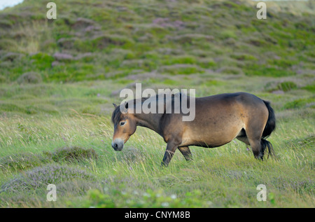 Cavalli domestici (Equus przewalskii f. caballus), pascolo Exmoor-Pony nelle dune, Paesi Bassi Paesi Bassi del Nord, Paesi Bassi, Texel Foto Stock