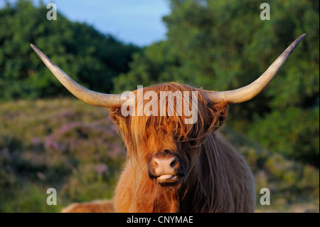 Gli animali domestici della specie bovina (Bos primigenius f. taurus), highland bestiame al pascolo, Paesi Bassi, Paesi Bassi del Nord, Paesi Bassi, Texel Foto Stock