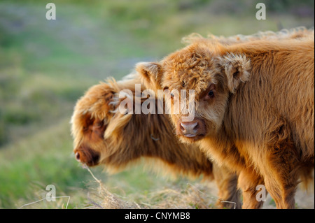 Gli animali domestici della specie bovina (Bos primigenius f. taurus), due vitelli d'highland bovini in piedi a fianco a fianco in un prato, Paesi Bassi Paesi Bassi del Nord, Paesi Bassi, Texel Foto Stock