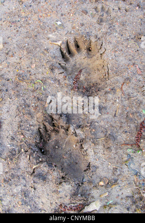 Il vecchio mondo badger, Eurasian badger (Meles meles), le tracce di fango Foto Stock