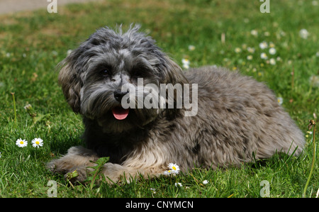 Little Lion cane (Canis lupus f. familiaris), otto mese old dog sitter in Prato Foto Stock