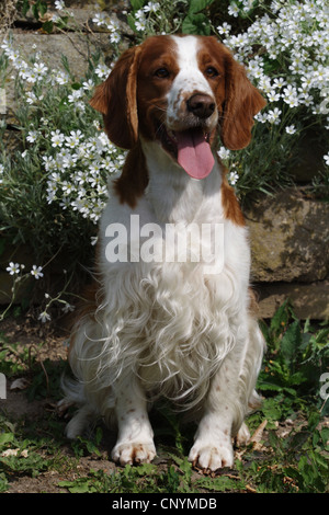 Welsh Springer Spaniel (Canis lupus f. familiaris), seduto davanti a una parete Foto Stock
