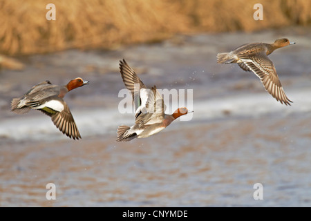 Wigeon europea (Anas penelope), volare, Germania, Schleswig-Holstein, Schleswig-Holstein il Wadden Sea National Park Foto Stock