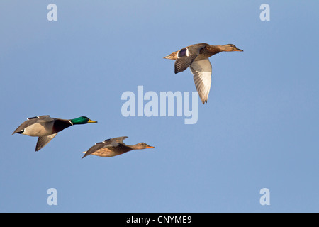 Il germano reale (Anas platyrhynchos), Drake con due femmine battenti, Germania, Schleswig-Holstein Foto Stock