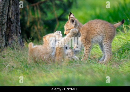 Eurasian (Lynx Lynx lynx), due giovani giocando in un prato Foto Stock