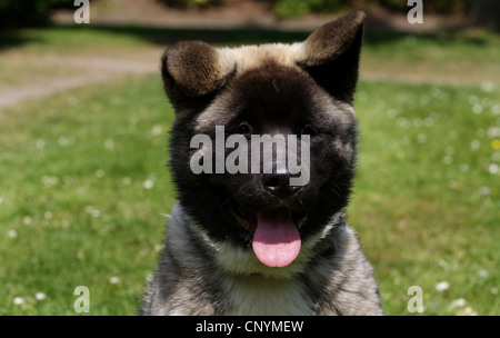 Akita Inu (Canis lupus f. familiaris), cucciolo in un prato, ritratto Foto Stock