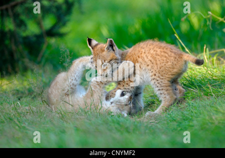 Eurasian (Lynx Lynx lynx), due giovani giocando in un prato Foto Stock
