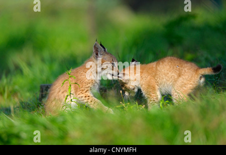 Eurasian (Lynx Lynx lynx), due giovani giocando in un prato Foto Stock