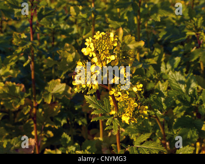 Charlock, campo mostarda, il grano di senape (Sinapis arvense), fioritura, in Germania, in Baviera Foto Stock