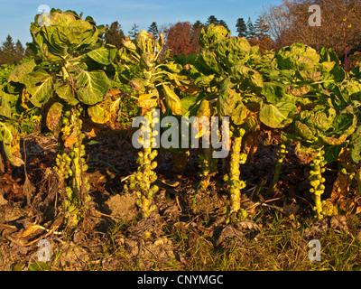 I cavoletti di Bruxelles (Brassica oleraceae var. gemmifera), in autunno, in Germania, in Baviera Foto Stock
