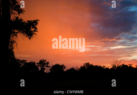 Tramonto sulla savana, Botswana, Moremi Game Reserve Foto Stock