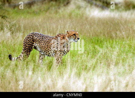 Ghepardo (Acinonyx jubatus), in piedi nella savana, Botswana, Moremi Game Reserve Foto Stock