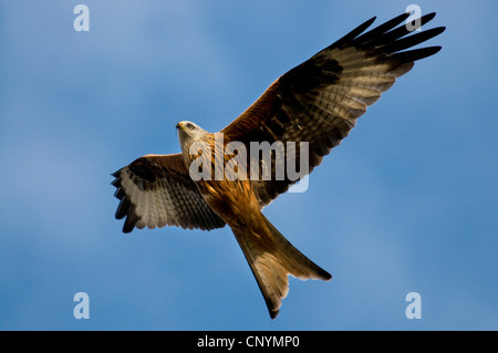 Nibbio reale (Milvus milvus), deltaplano, Solway Firth Foto Stock