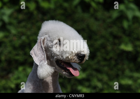 Bedlington Terrier (Canis lupus f. familiaris), ritratto Foto Stock